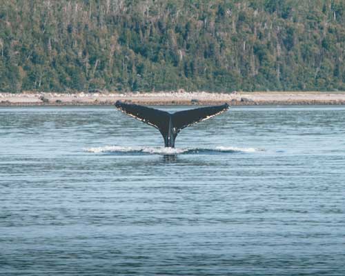 whalewatching